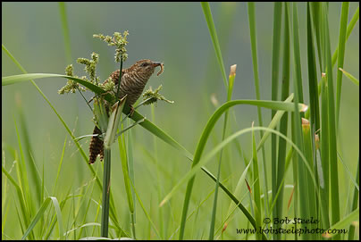 Plaintive Cuckoo (Cacomantis merulinus)