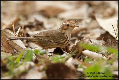 Puff-throated Babbler (Pellorneum ruficeps)