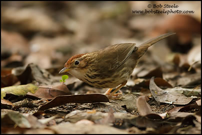 Puff-throated Babbler (Pellorneum ruficeps)