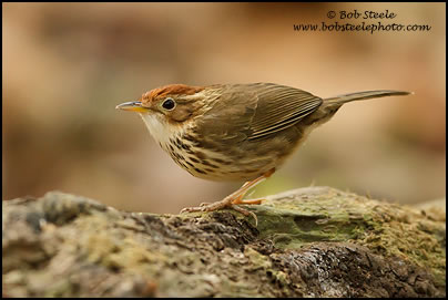 Puff-throated Babbler (Pellorneum ruficeps)