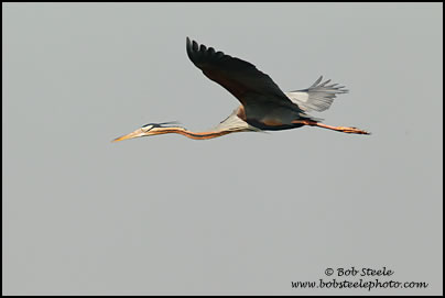 Purple Heron (Ardea purpurea)