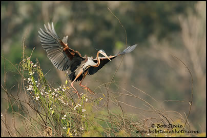 Purple Heron (Ardea purpurea)