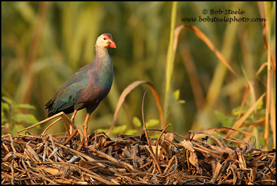 Purple Swamphen (Porphyrio porphyrio)
