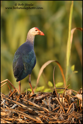 Purple Swamphen (Porphyrio porphyrio)