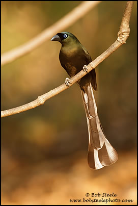 Crypsirina temia (Crypsirina temia)