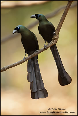 Crypsirina temia (Crypsirina temia)