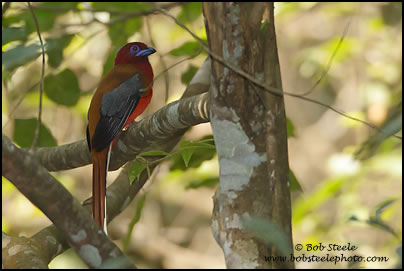 Red-headed Trogon (Harpactes erythrocephalus)