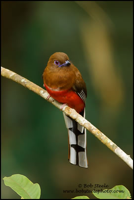 Red-headed Trogon (Harpactes erythrocephalus)