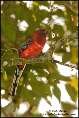 Red-headed Trogon (Harpactes erythrocephalus)
