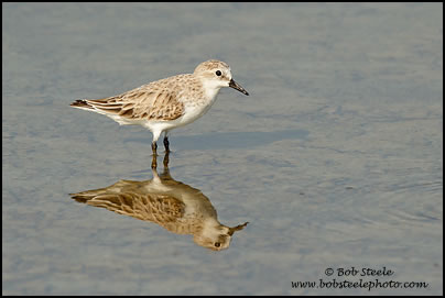 Red-necked Stint (Calidris ruficollis)