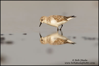 Red-necked Stint (Calidris ruficollis)