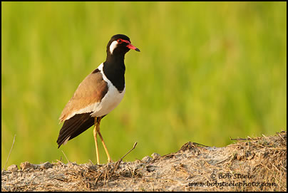 Red-wattled Lapwing (Vanellus indicus)