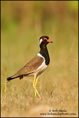 Red-wattled Lapwing (Vanellus indicus)