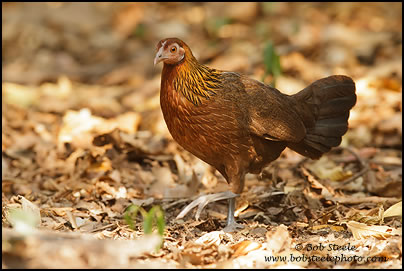 Red Junglefowl (Gallus gallus)