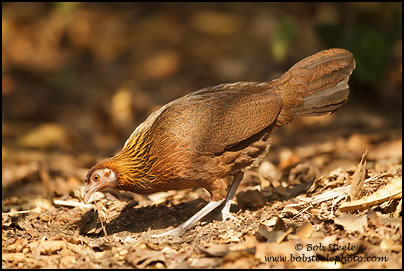 Red Junglefowl (Gallus gallus)