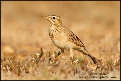 Richard's Pipit (Anthus richardi)