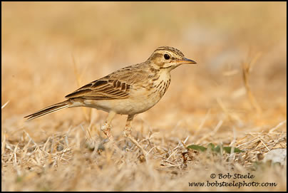 Richard's Pipit (Anthus richardi)