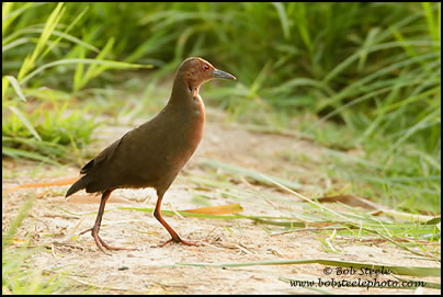 Ruddy-breasted Crake (Porzana fusca)