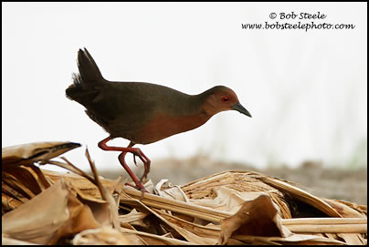 Ruddy-breasted Crake (Porzana fusca)