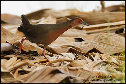 Ruddy-breasted Crake (Porzana fusca)