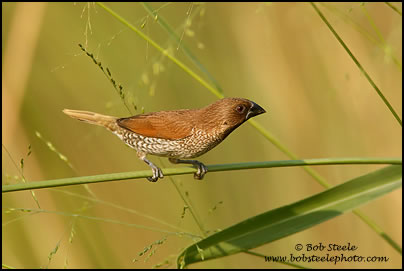Scaly-breasted Munia (Lonchura punctulata)