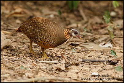 Scaly-breasted Partridge (Arborophila chloropus)