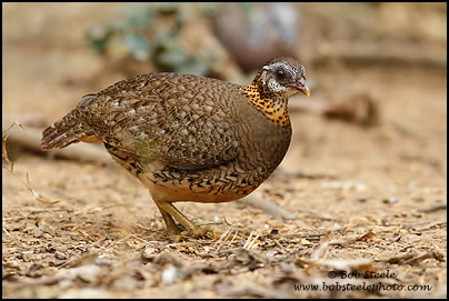 Scaly-breasted Partridge (Arborophila chloropus)