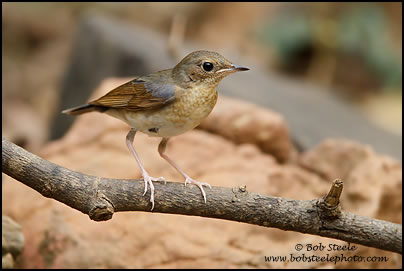 Siberian Blue Robin (Luscinia cyane)
