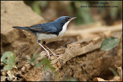 Siberian Blue Robin (Luscinia cyane)