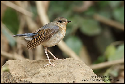 Siberian Blue Robin (Luscinia cyane)