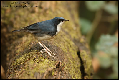 Siberian Blue Robin (Luscinia cyane)
