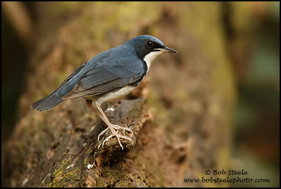 Siberian Blue Robin (Luscinia cyane)