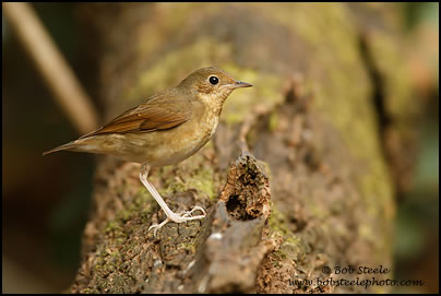 Siberian Blue Robin (Luscinia cyane)