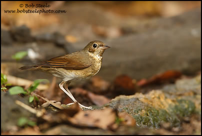 Siberian Blue Robin (Luscinia cyane)