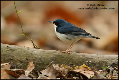 Siberian Blue Robin (Luscinia cyane)