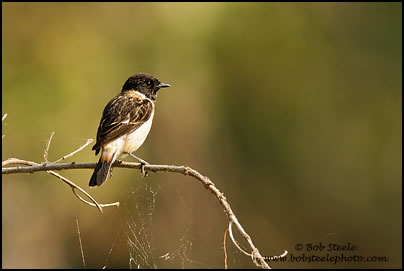 Siberian Stonechat (Saxicola maura)