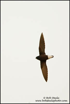 Silver-backed Needletail (Hirundapus cochinchinensis)