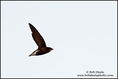 Silver-backed Needletail (Hirundapus cochinchinensis)
