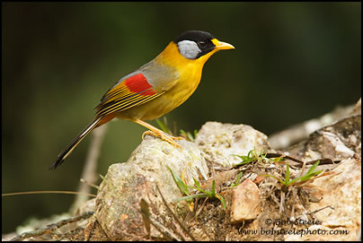 Silver-eared Mesia (Leiothrix argentauris)