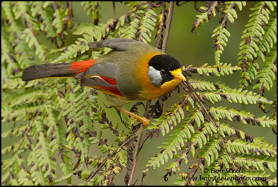 Silver-eared Mesia (Leiothrix argentauris)