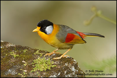 Silver-eared Mesia (Leiothrix argentauris)
