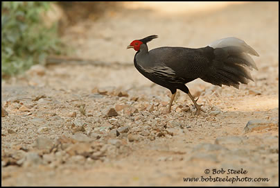 Silver Pheasant (Lophura nycthemera)