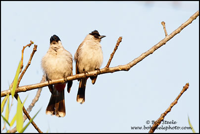 Sooty-headed Bulbul (Pycnonotus aurigaster)