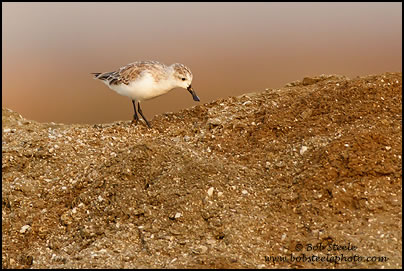 Spoonbill Sandpiper (Eurynorhynchus pygmeus)