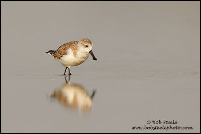 Spoonbill Sandpiper (Eurynorhynchus pygmeus)