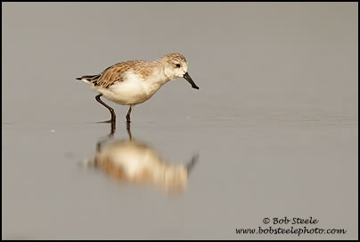Spoonbill Sandpiper (Eurynorhynchus pygmeus)