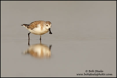 Spoonbill Sandpiper (Eurynorhynchus pygmeus)