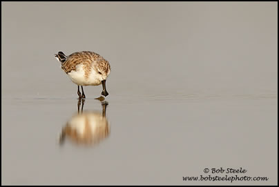 Spoonbill Sandpiper (Eurynorhynchus pygmeus)