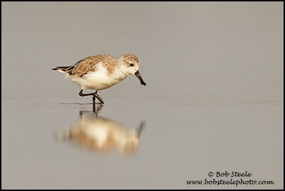 Spoonbill Sandpiper (Eurynorhynchus pygmeus)