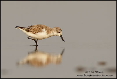 Spoonbill Sandpiper (Eurynorhynchus pygmeus)